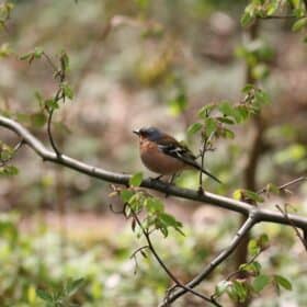 Spring Chaffinch by Jon Lee