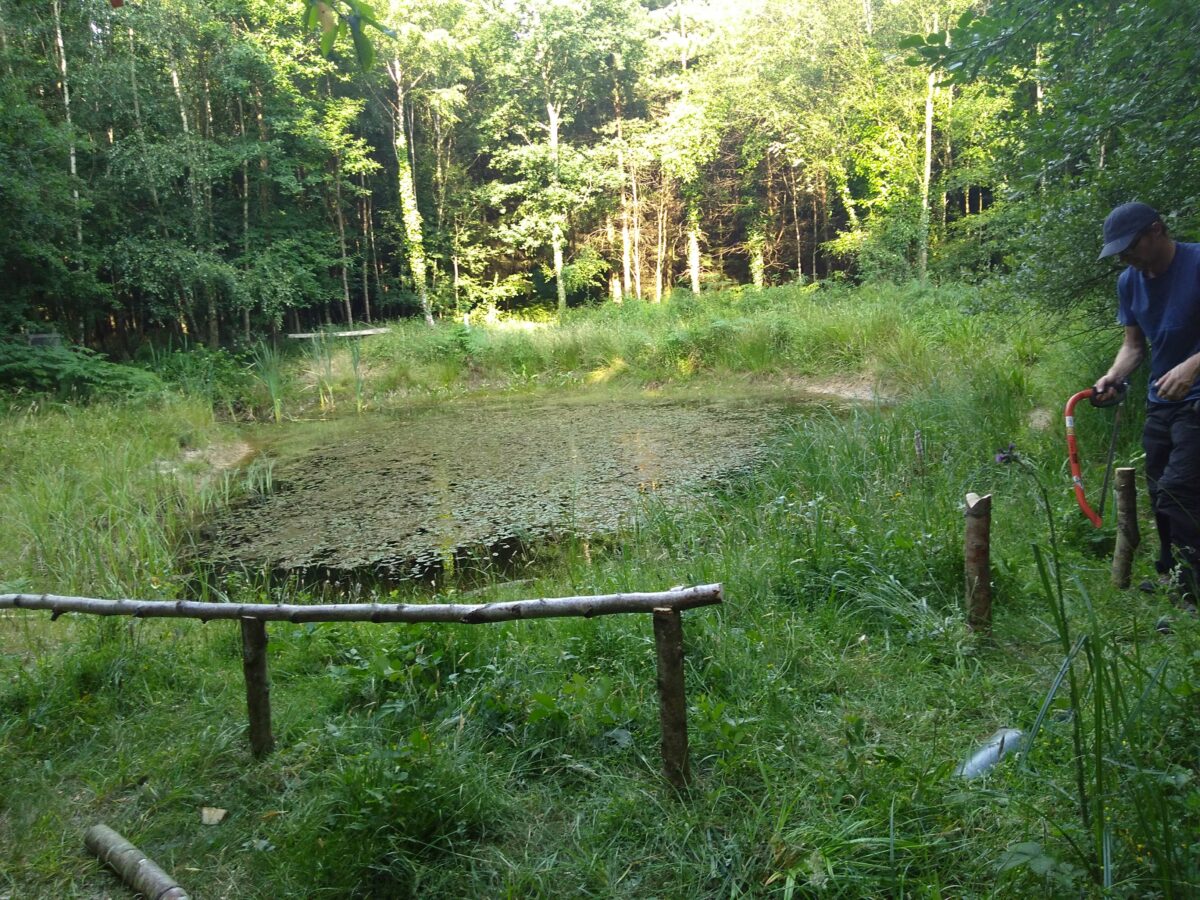 The pond in summer