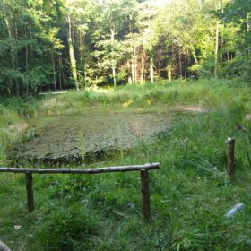 The pond in summer