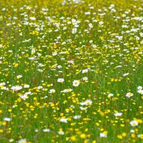 Hazel Hill meadow by Diana Cotter