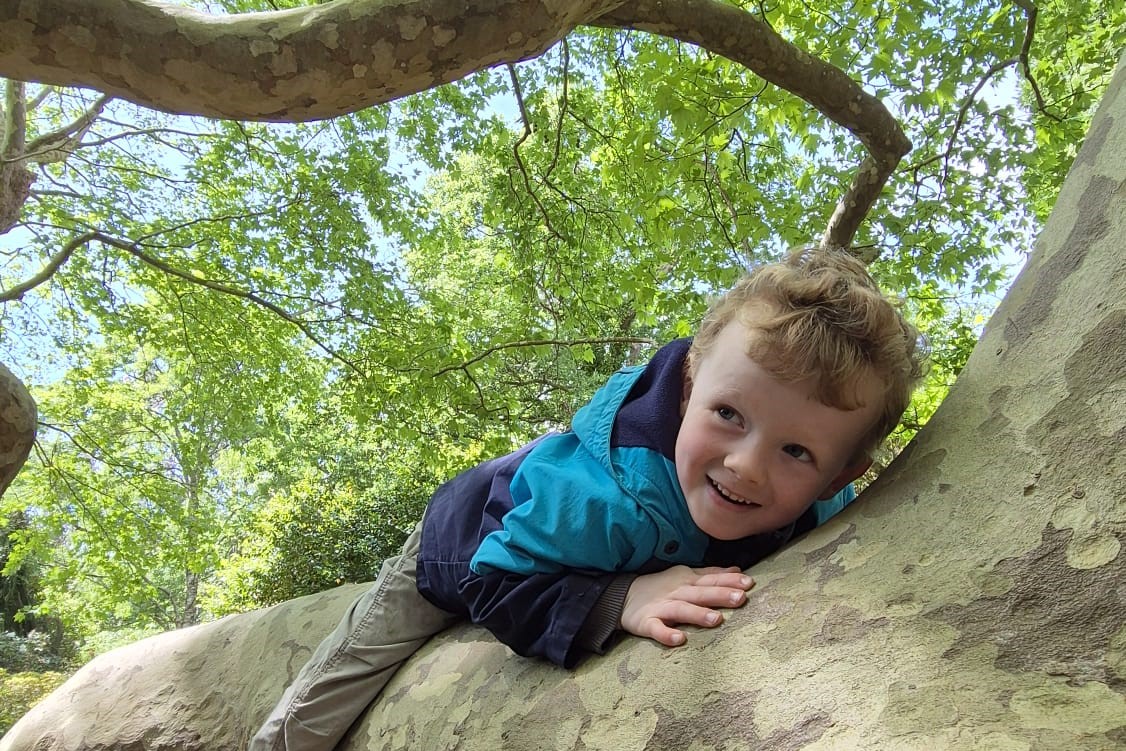 a small child in a tree looking delighted